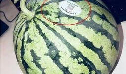 呼和浩特网红吃瓜,揭秘城市美食圈的热议焦点